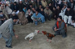 خروس جنگی