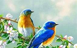 چكچك چلچله از سقف بهار