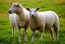 خوردن گوشت گوسفند در روزهای یکشنبه در قندهار ممنوع شد