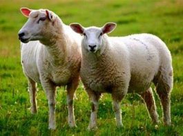 خوردن گوشت گوسفند در روزهای یکشنبه در قندهار ممنوع شد