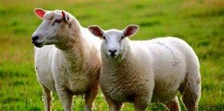خوردن گوشت گوسفند در روزهای یکشنبه در قندهار ممنوع شد