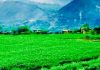 آمادگی مردم کاپیسا برای جشن نوروز