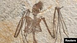 فیسل های دو خفاش با قدمت 52 میلیون سال قبل در آمریکا کشف شد