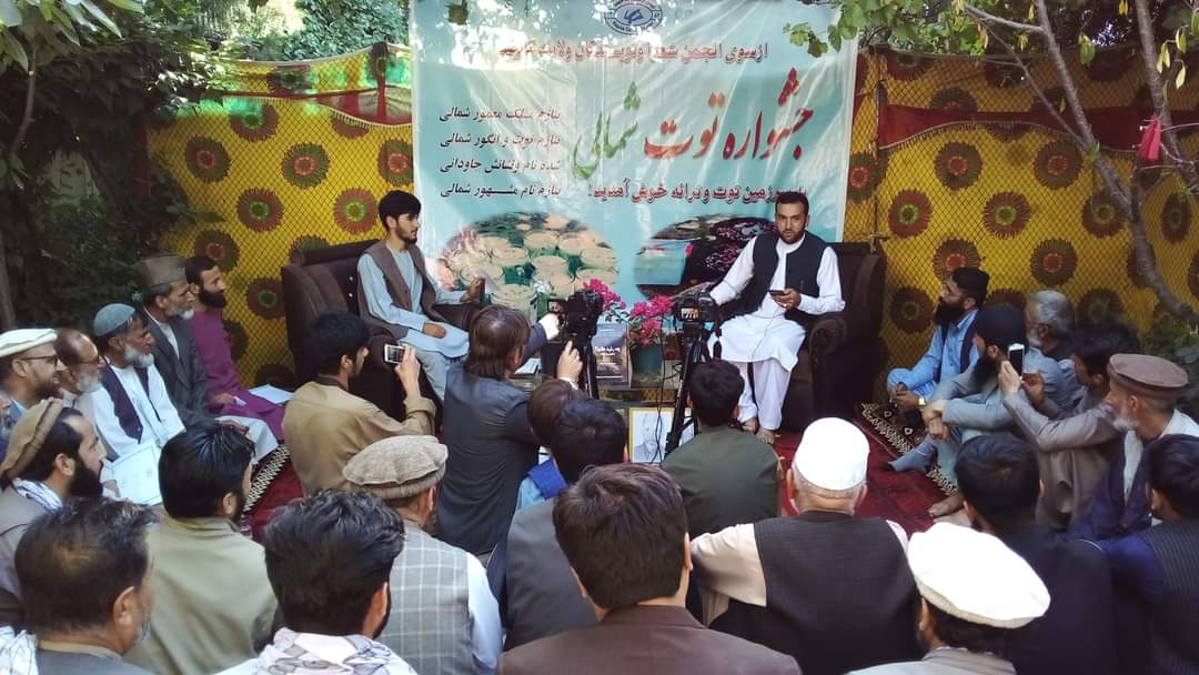 جشنواره توت شمالی