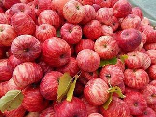جشنواره سیب رخش بهارک بدخشان