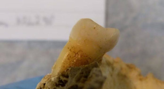 کشف باکتری‌های 4000 ساله در ایرلند