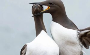 3 📷برندگان مسابقه عکاسی کمدی حیات وحش نیکون معرفی شدند؛ رقص گوریل جوانبرندگان امسال مسابقه عکا 1