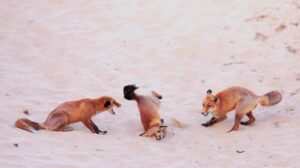 2 📷برندگان مسابقه عکاسی کمدی حیات وحش نیکون معرفی شدند؛ رقص گوریل جوانبرندگان امسال مسابقه عکا 2