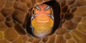 4 📷برندگان مسابقه عکاسی کمدی حیات وحش نیکون معرفی شدند؛ رقص گوریل جوانبرندگان امسال مسابقه عکا